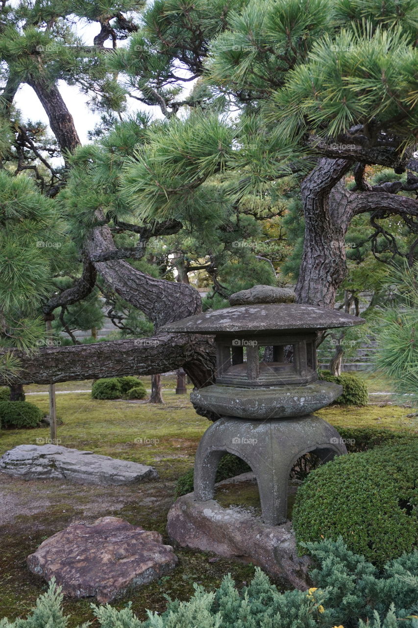 Japanese Stone Lantern and pine tree