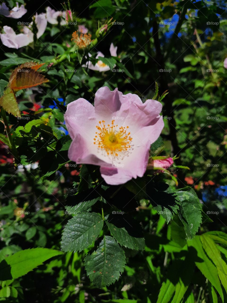 pink flower of wild rose in sunshine