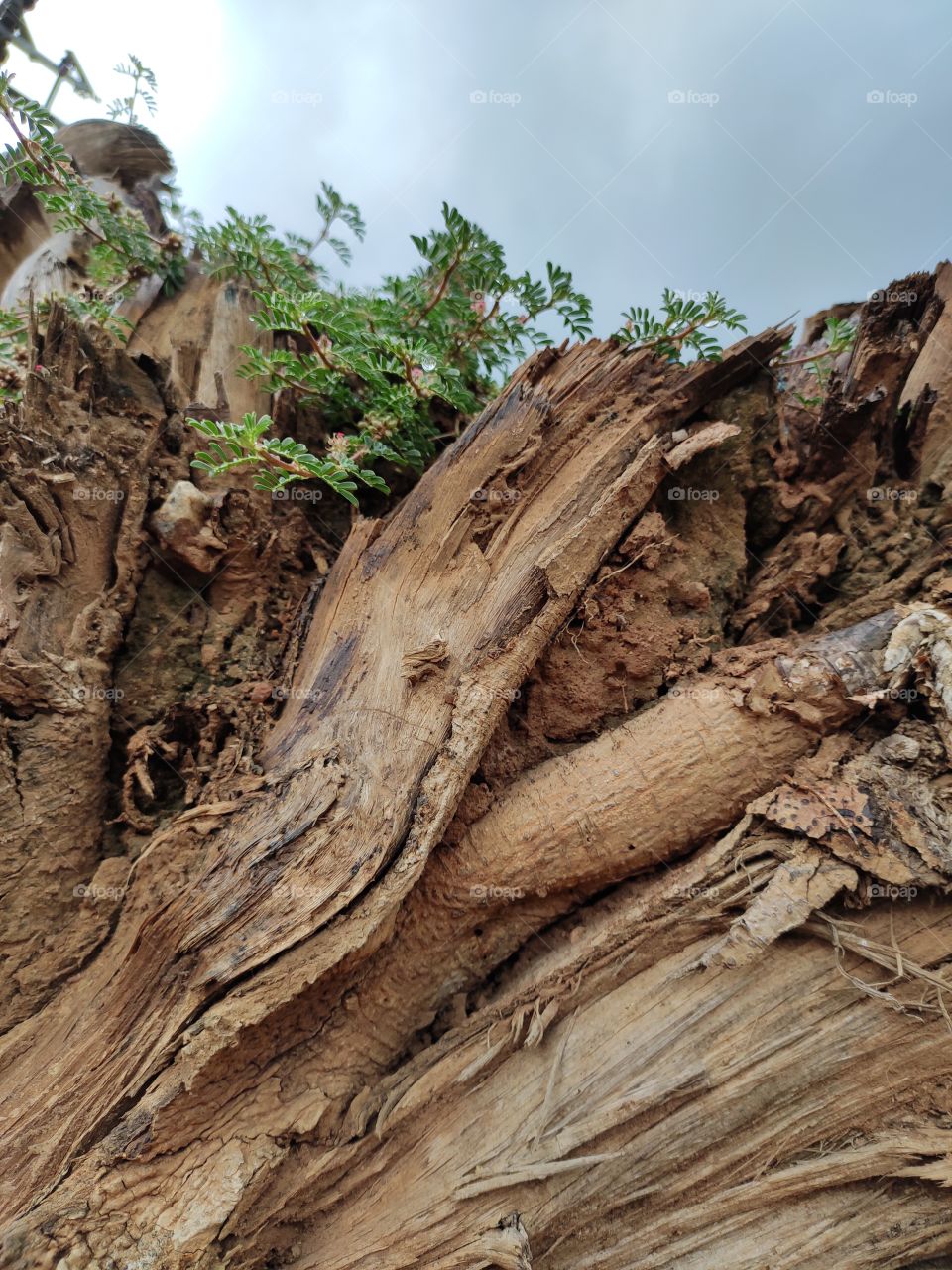 To come to an end is to create new Beginnings... dried wood nurturing the new plants growth