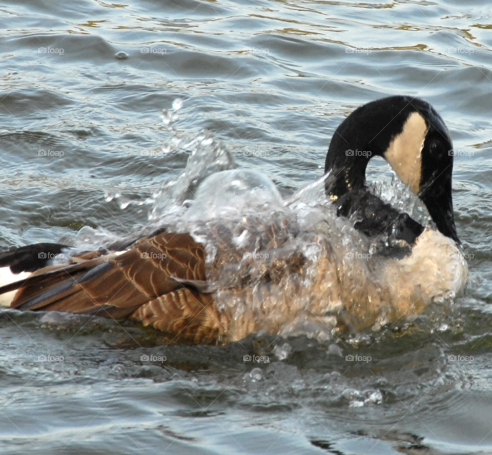 fun water lake bird by lightanddrawing