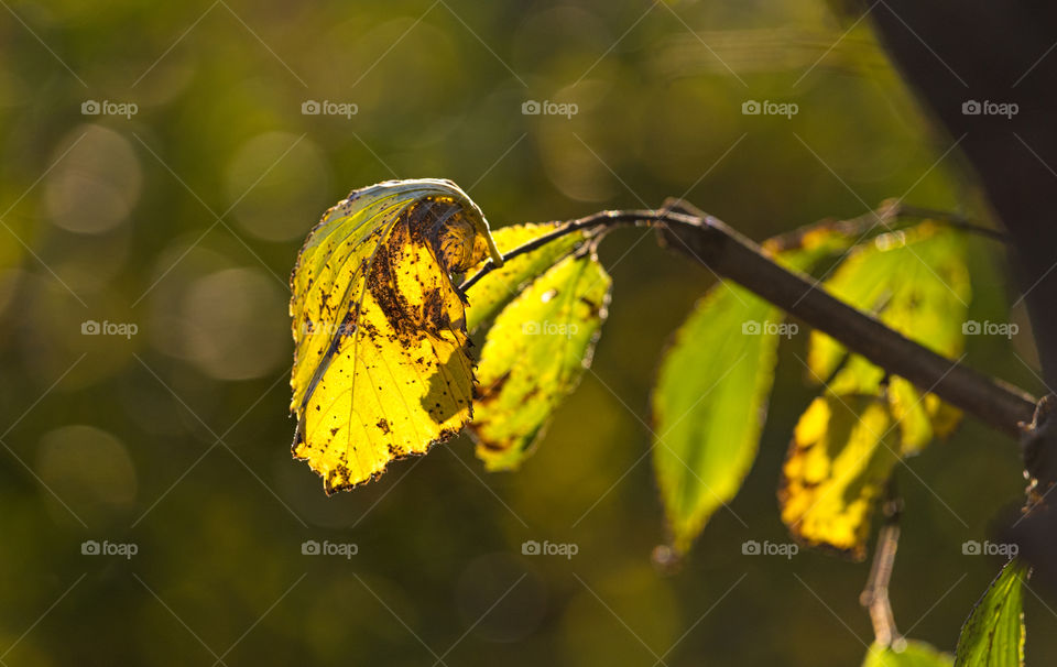 Green and yellow Autumn foliage on early morning light in the forest in Helsinki, Finland on 23 October 2017.