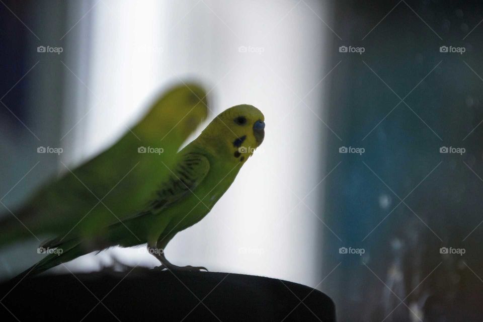 A photo focused on the reflection of a bird in a mirror