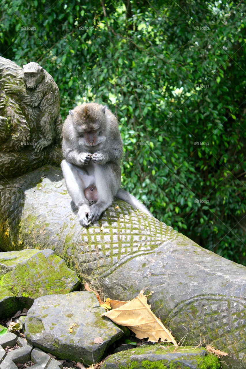 Monkeys in Indonesia forest