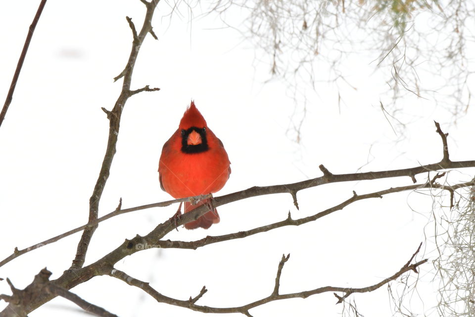 Redbird in the snow