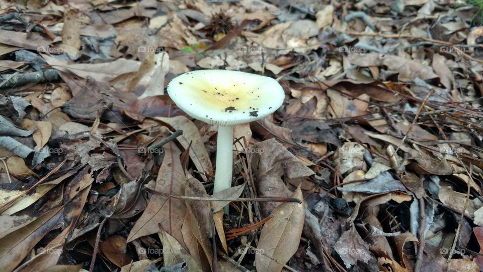 Nature, Fall, Fungus, Wood, Mushroom
