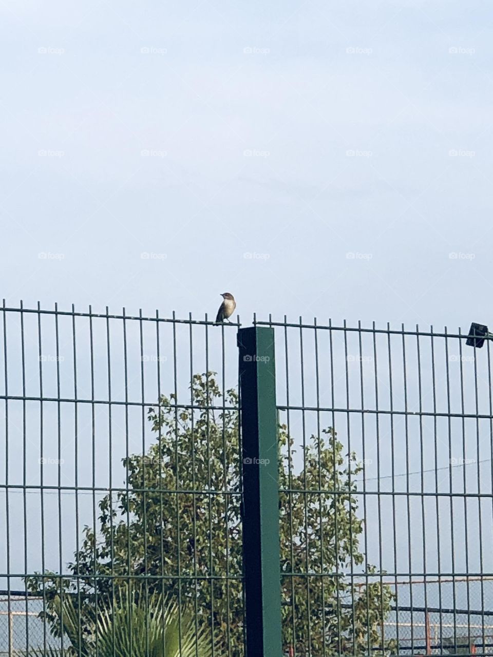 Beautiful bird looking at camera 