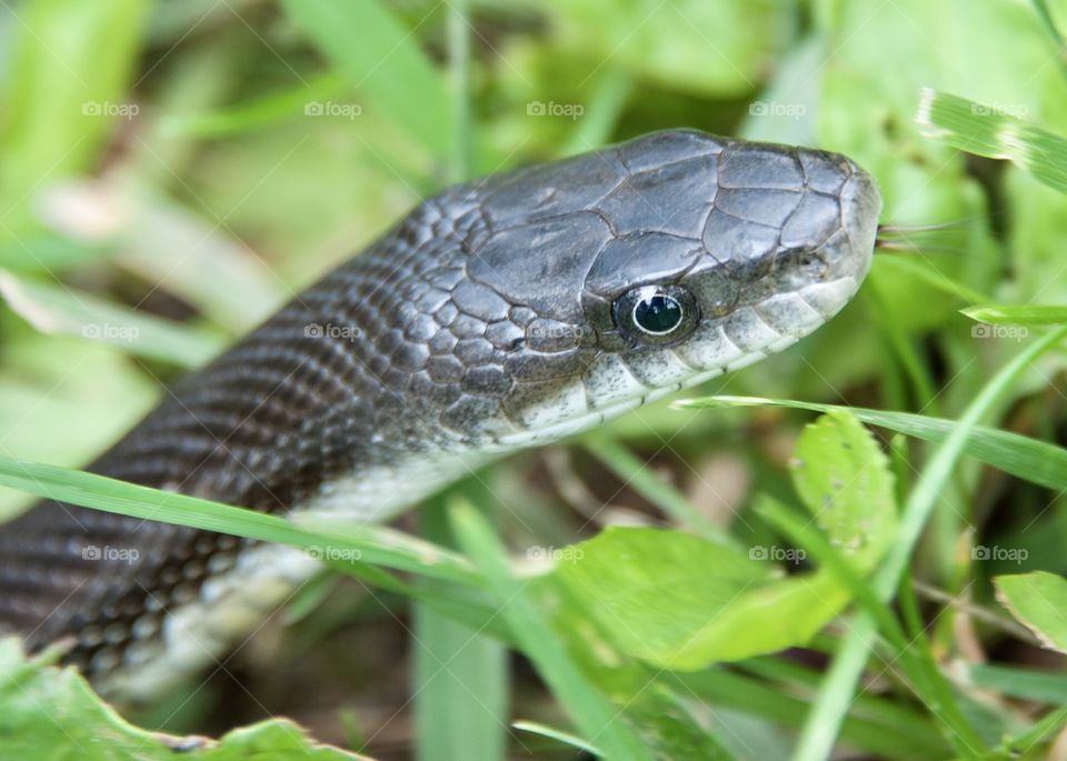 Black snake in the grass