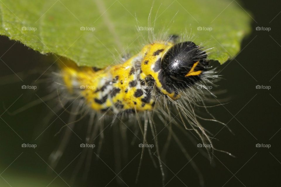 Close-up of yellow caterpillar