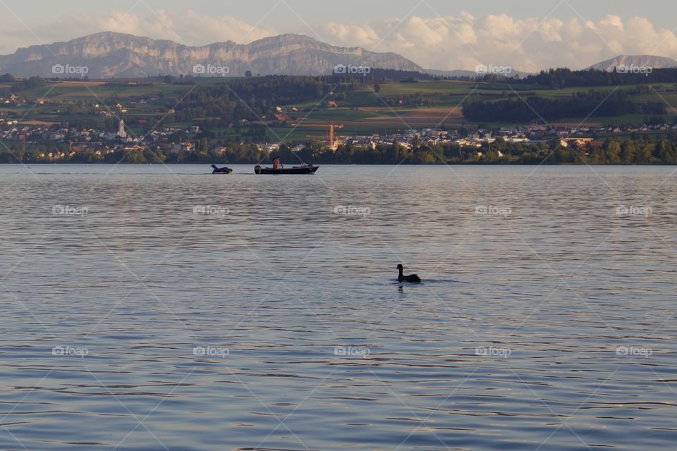 View of swan and boat in lake