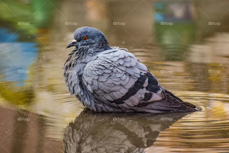 Bathing 