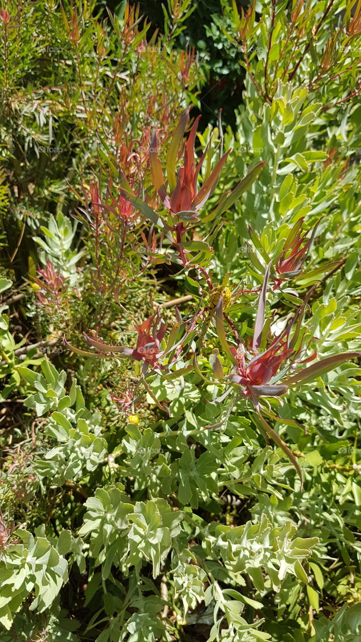 Special plants related to proteas in Stellenbosch South Aftica