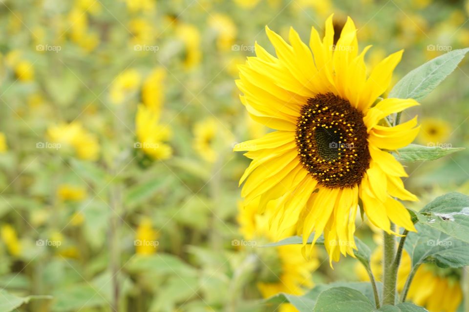 Brilliant Sunflowers 