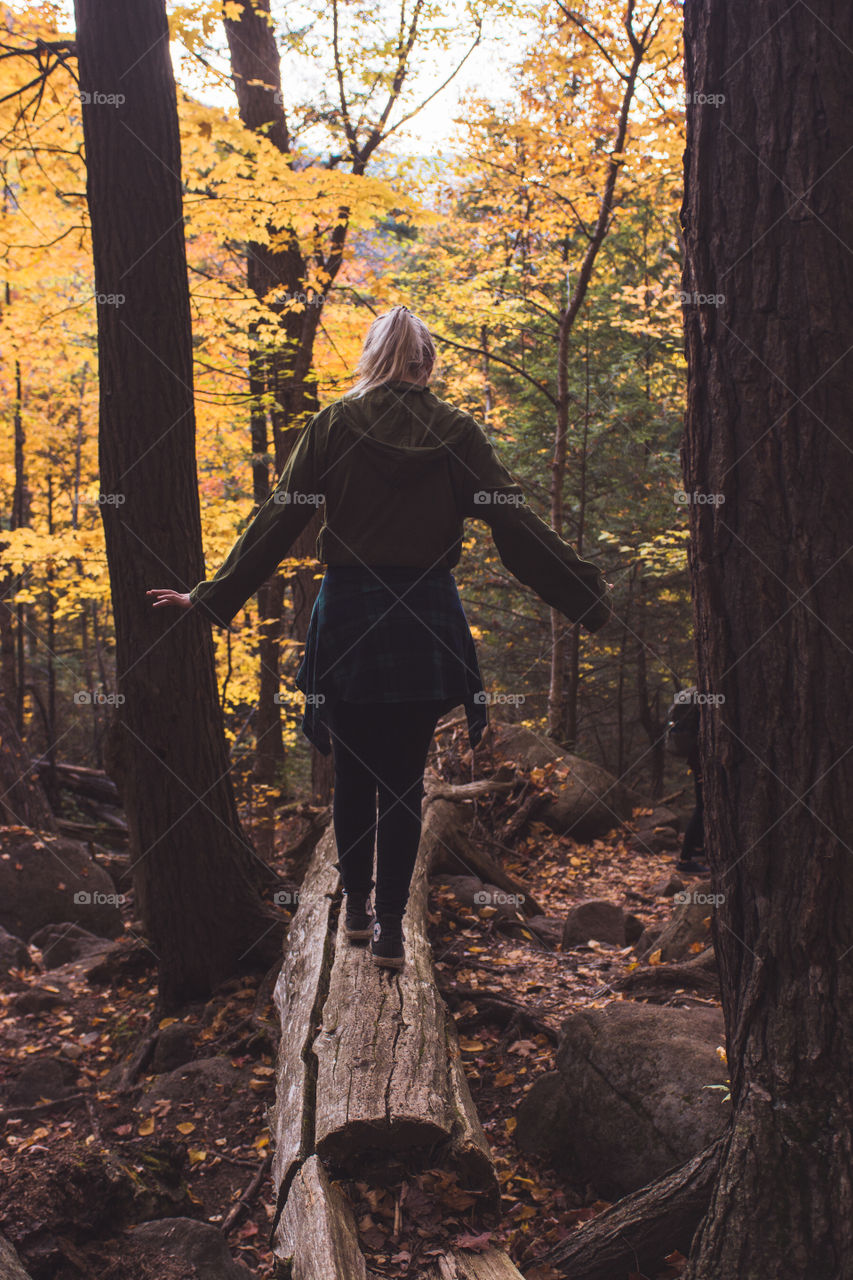 A young woman hiker walks cautiously over a fallen a tree in a forest upstate New York in the Catskills mountains 