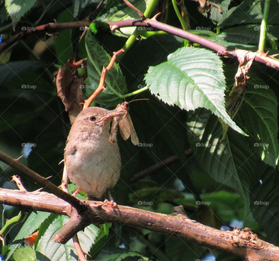 Wren hunting for food to feed their baby.