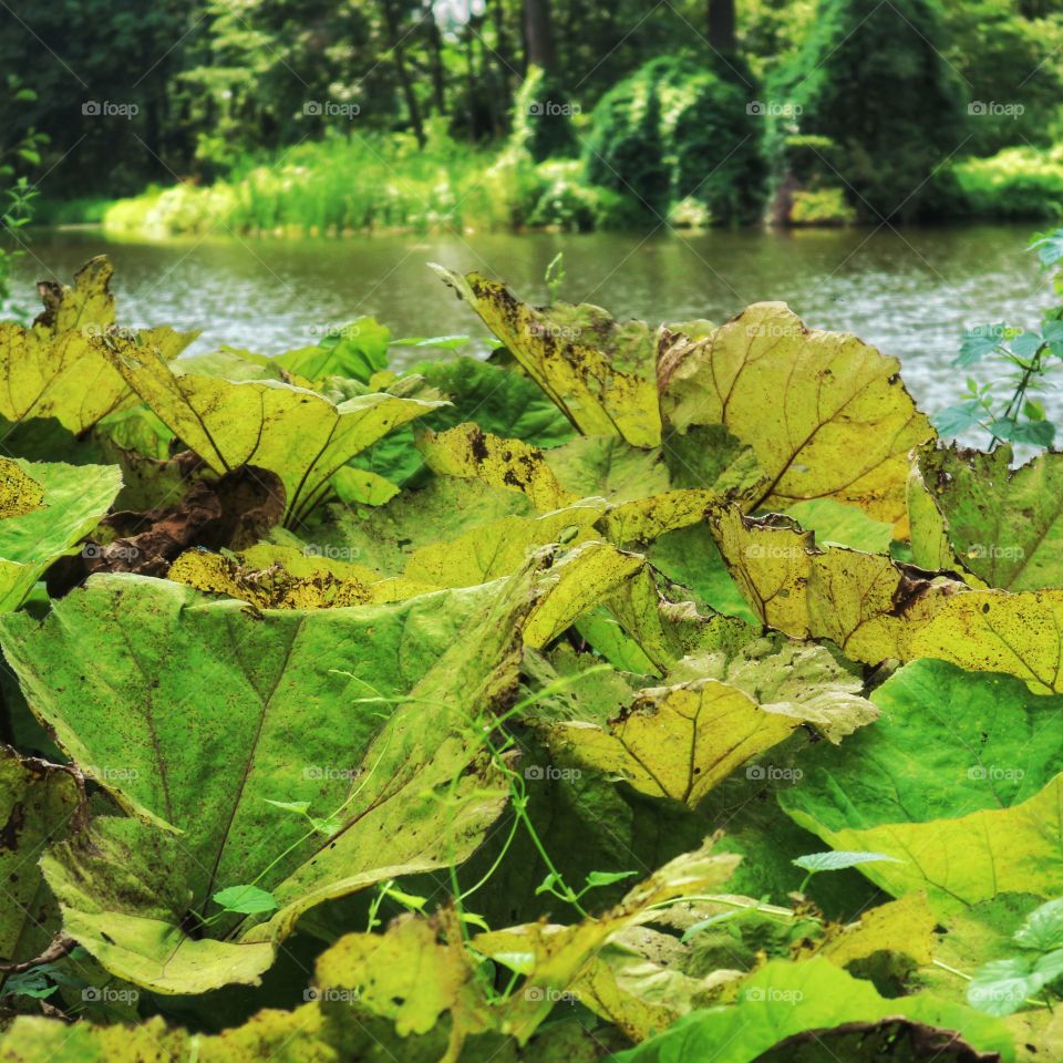 leaves in the park