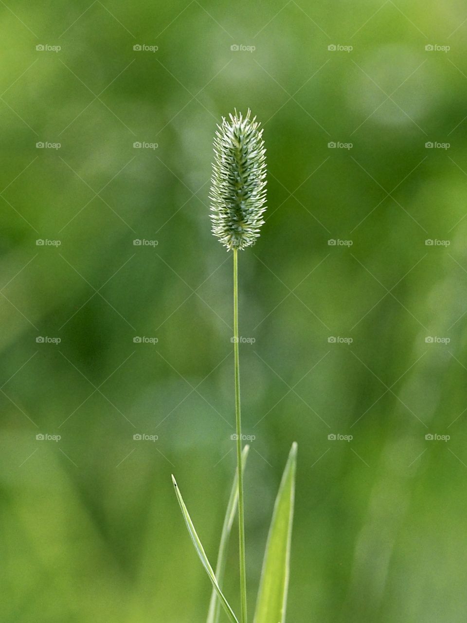Evening in the meadow