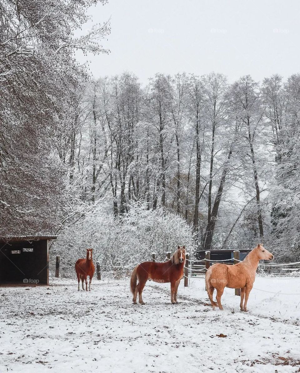 nice winter, white snow, white wildness, beautiful horse
