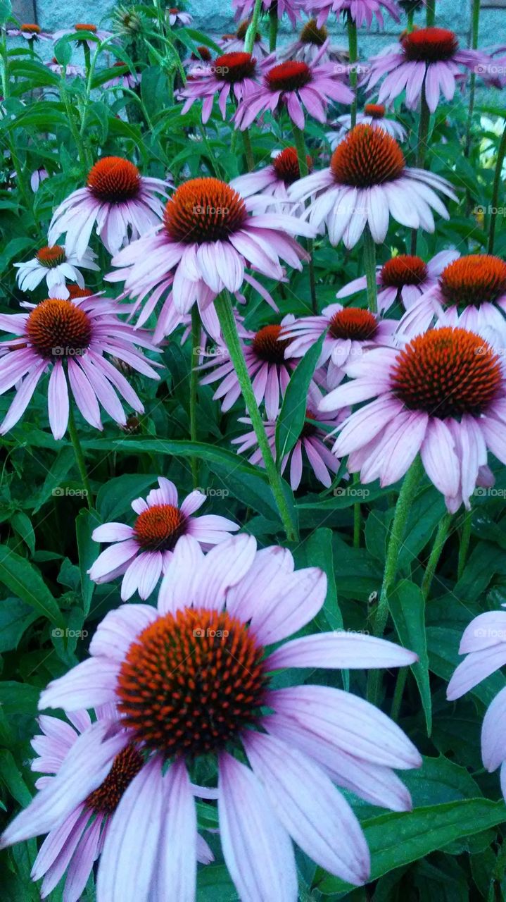 No Person, Nature, Garden, Flora, Summer