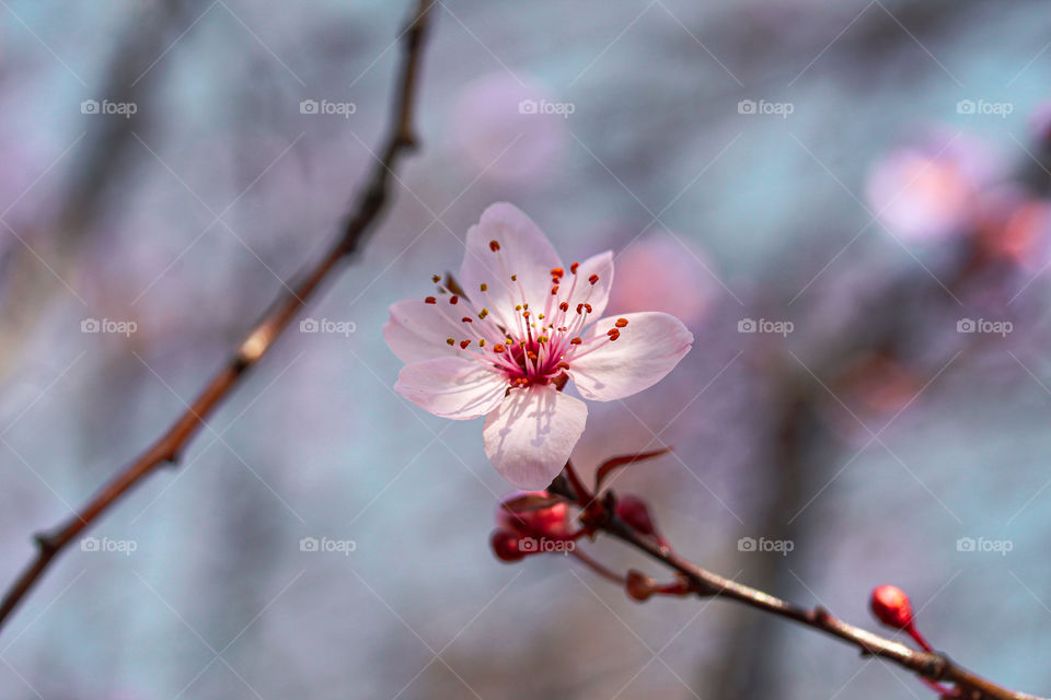 Red cherry tree flower shoot, spring blooming tree flower, shoot date 21.03.2021.
