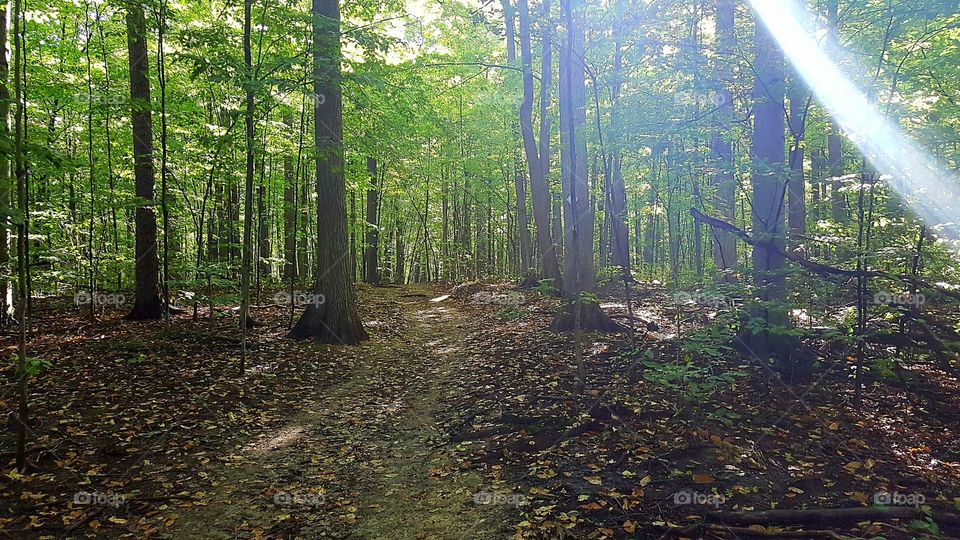 Wood, Leaf, Tree, Fall, Landscape