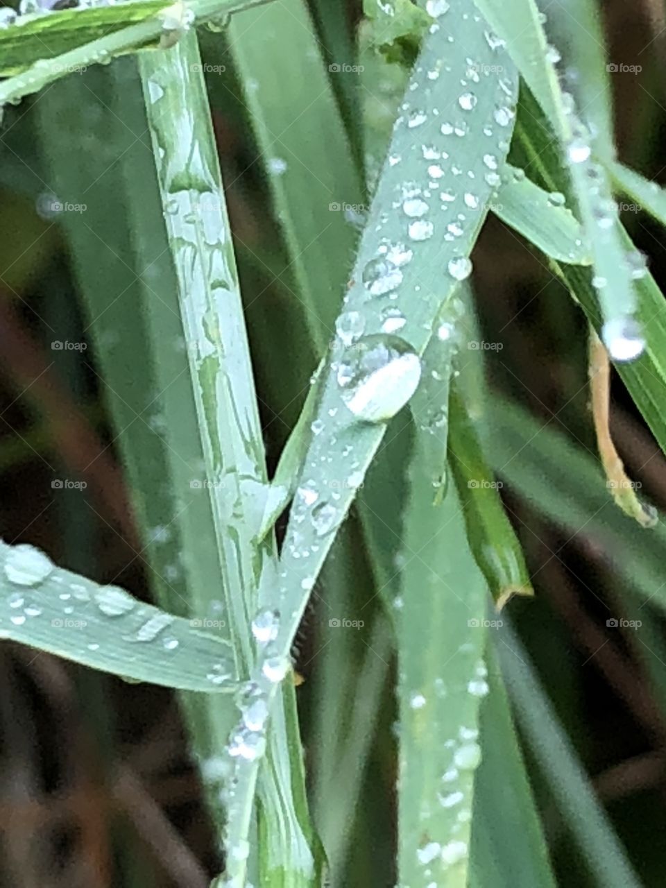Dew, Leaf, Rain, Flora, Drop