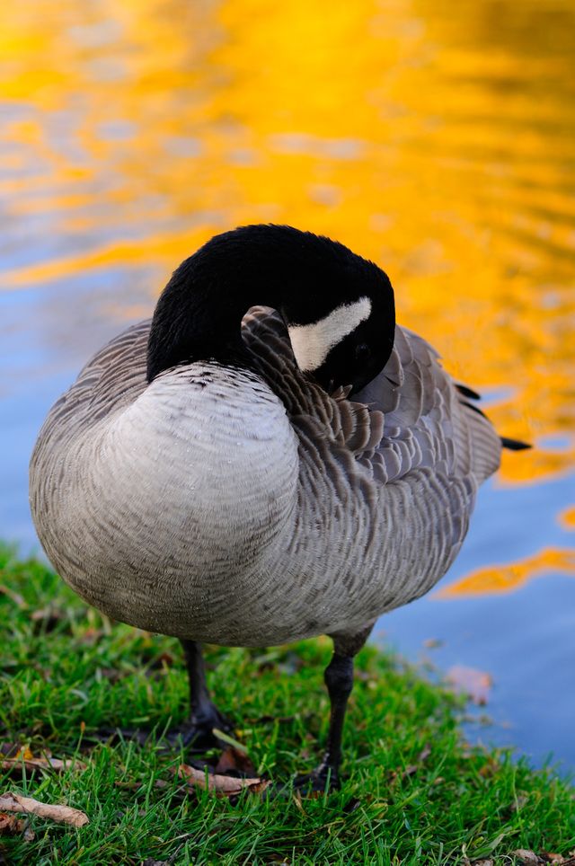 Duck
