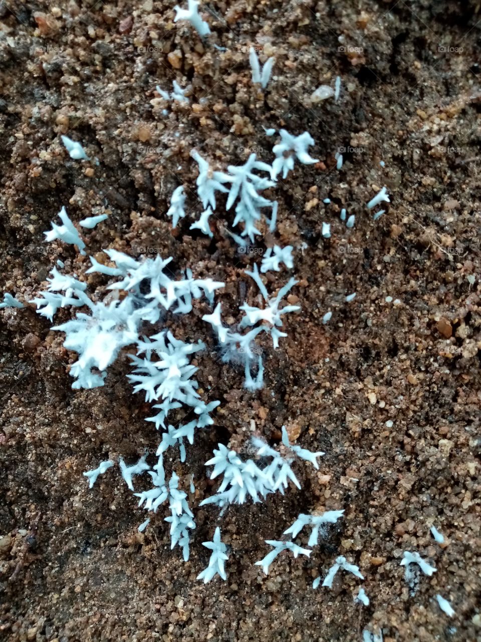 I found this on soil at my garden