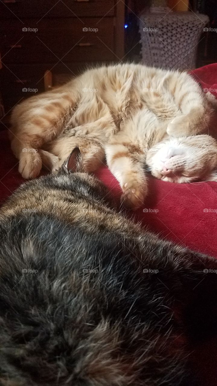 Lazy cats