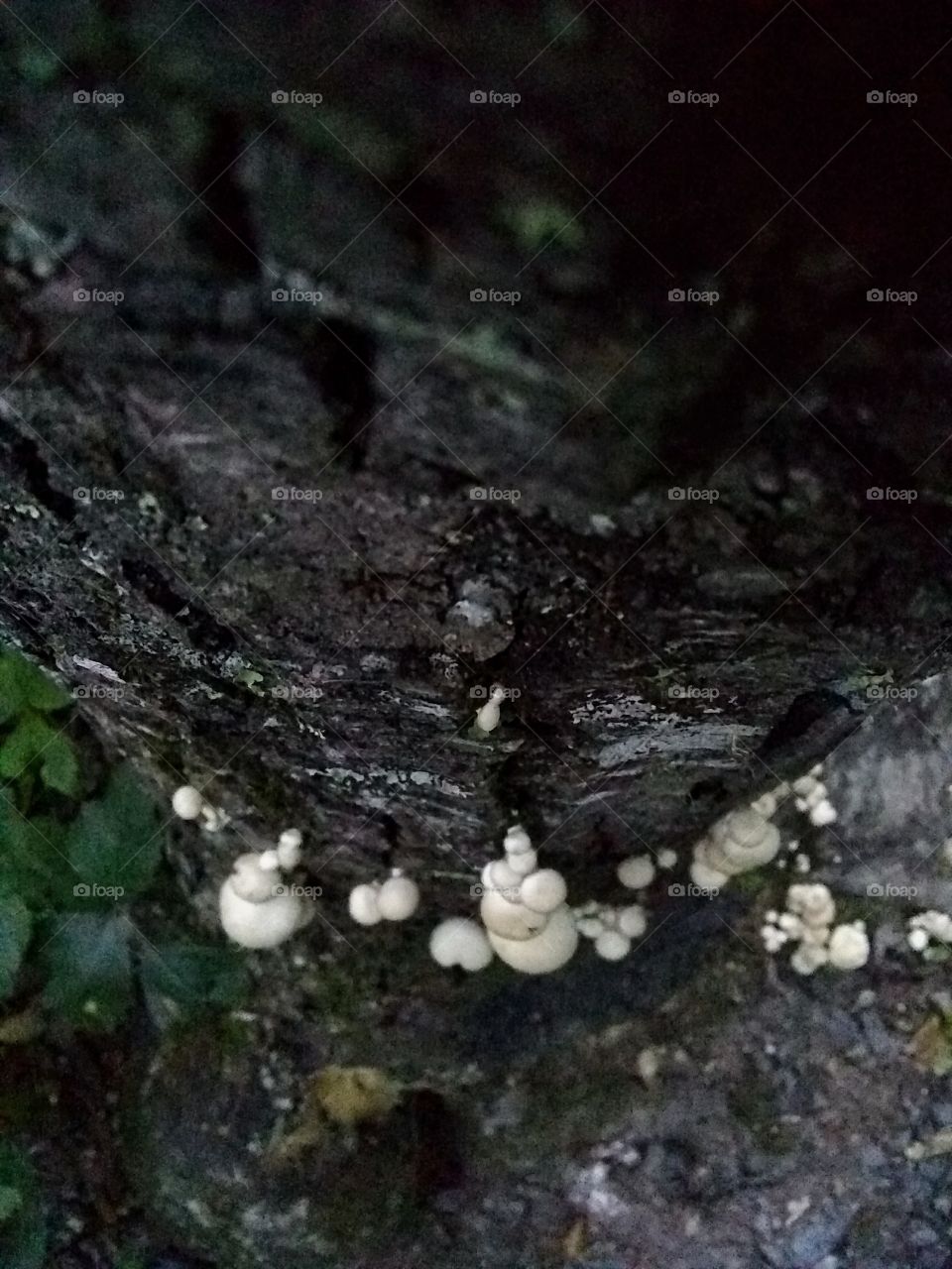 What the fairies see