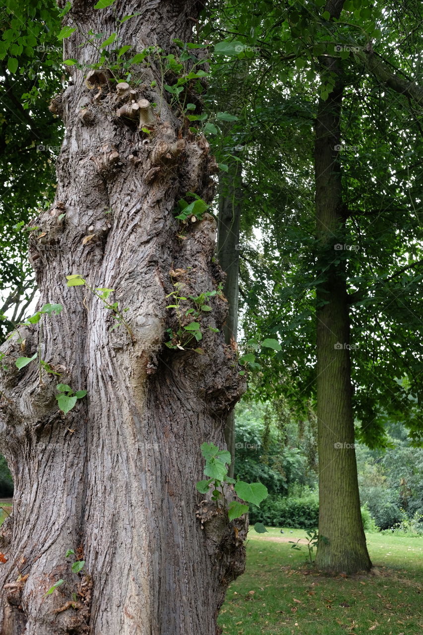 Tree in a park in Antwerp