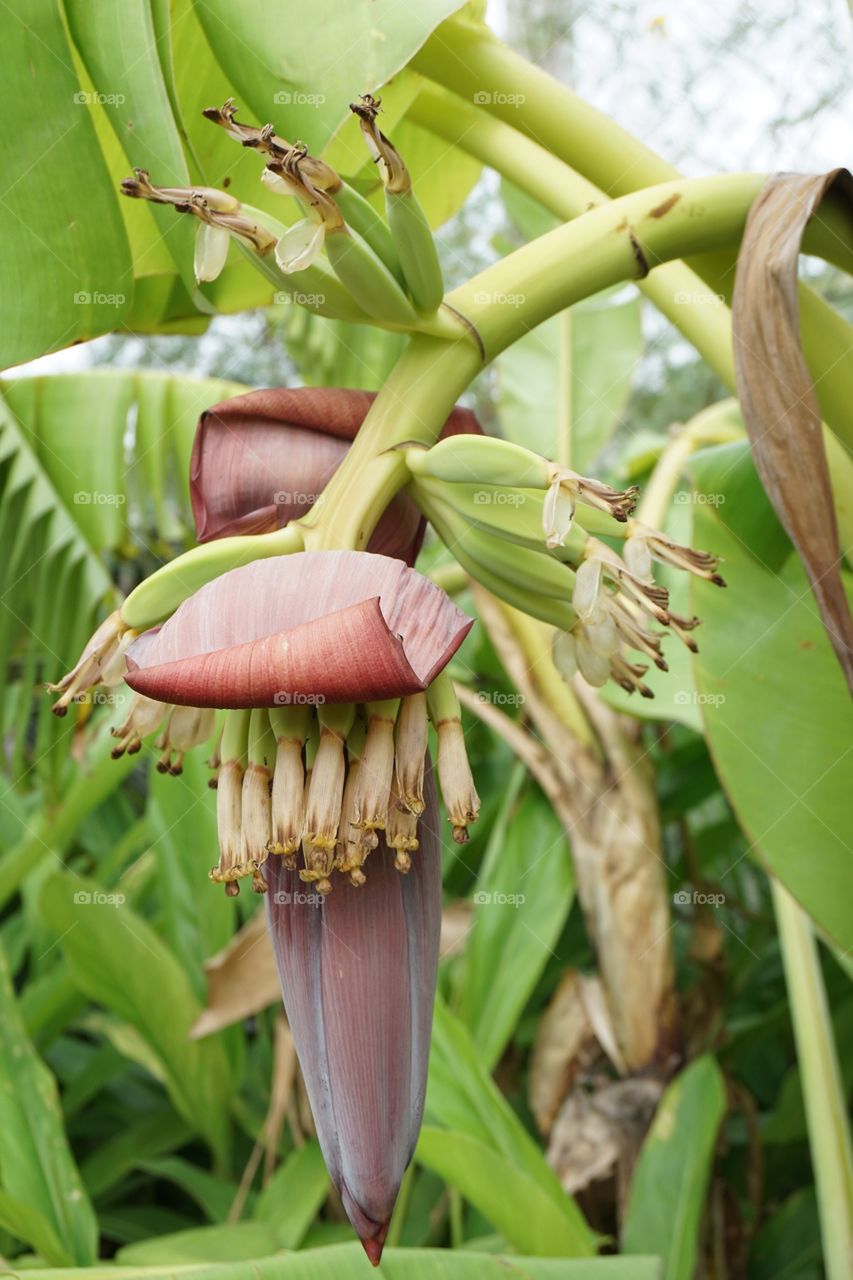 Banana flower in nature garden