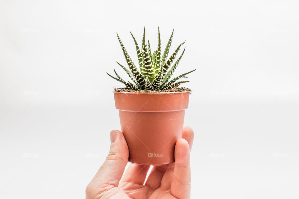 Hand Holding Haworthia (Zebra Cactus) Succulent Plant In Pot Isolated In White Background
