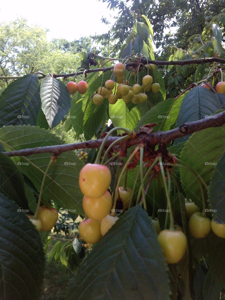 Cherry. can't get them much fresher