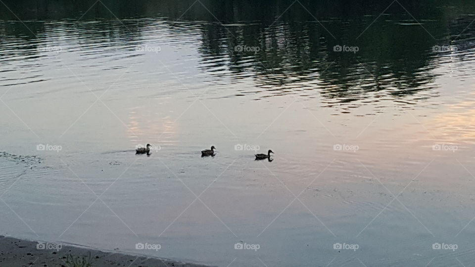 Duck Family on the River