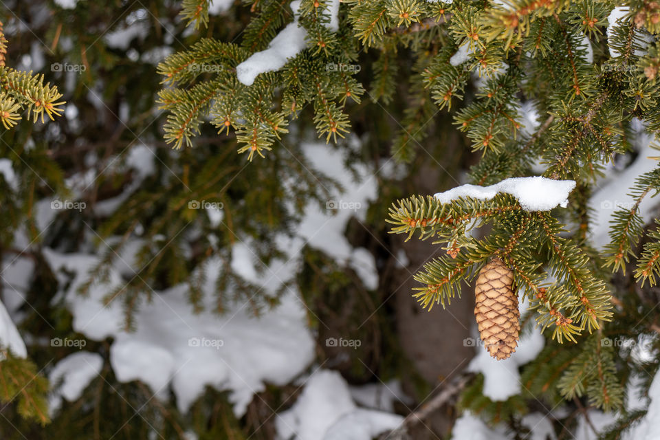 Close up of pine cone snow covered tree.