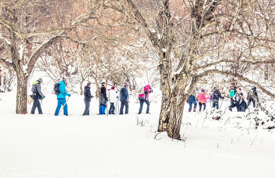 Snow, Winter, Cold, Tree, Ice