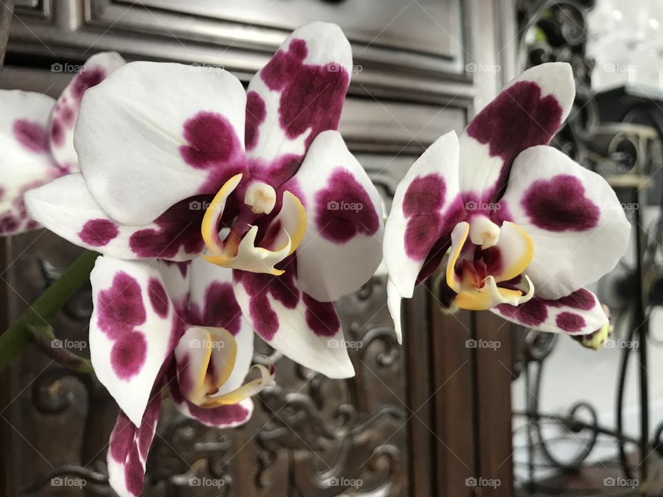 My blooming orchids 