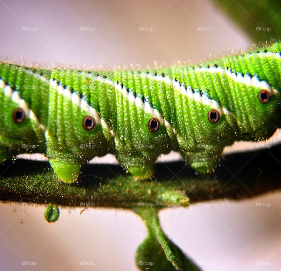 Green caterpillar 