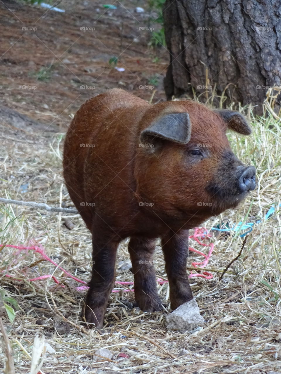 baby pigs