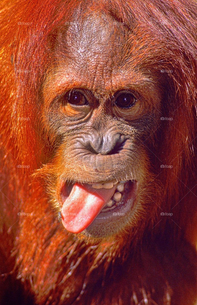 Comic timing. An orangutan with a fly on it’s tongue!