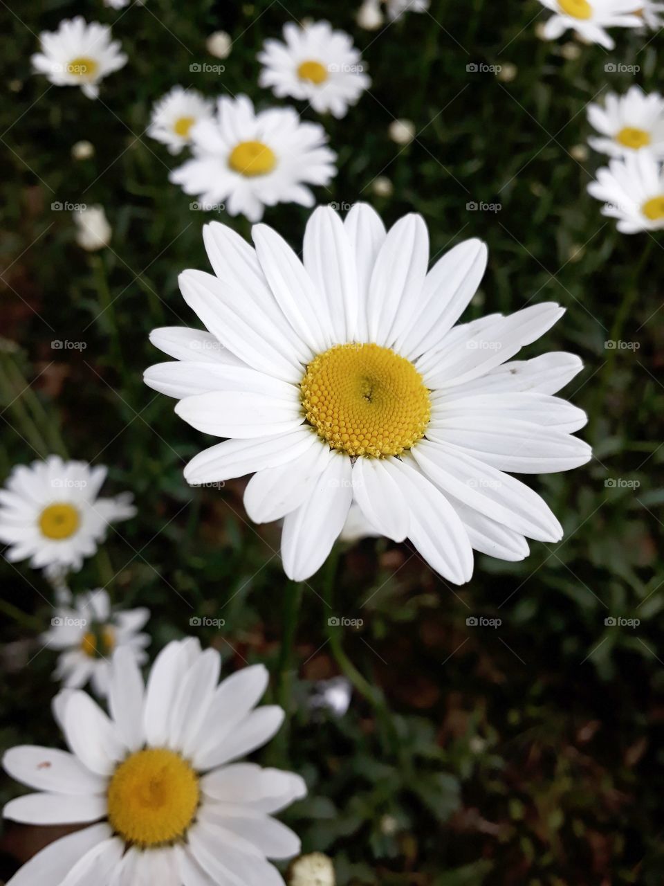 Flower photography, Daisy in bloom, in Manipur, India