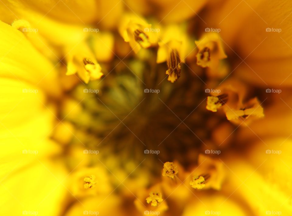 Pollen on sunflower closeup 