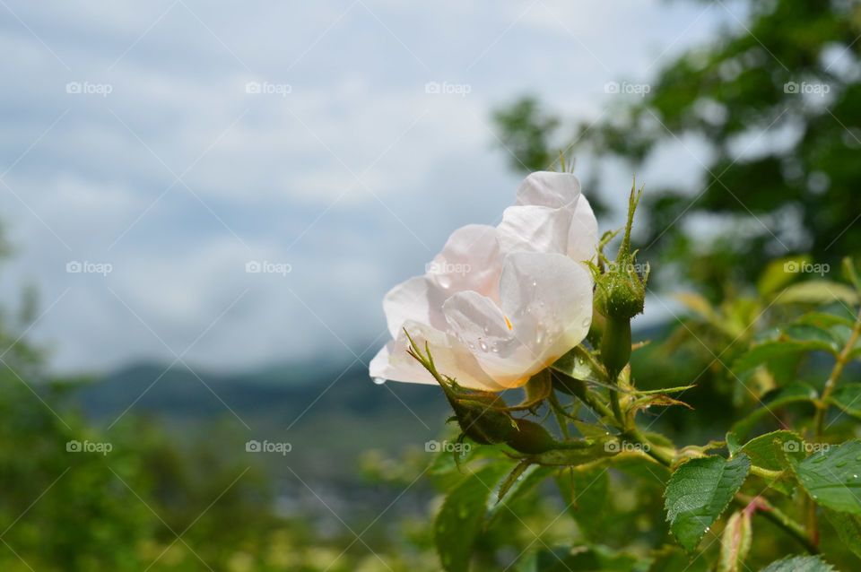 Flower wild rose on a background of mountains. The Caucasus mountains
