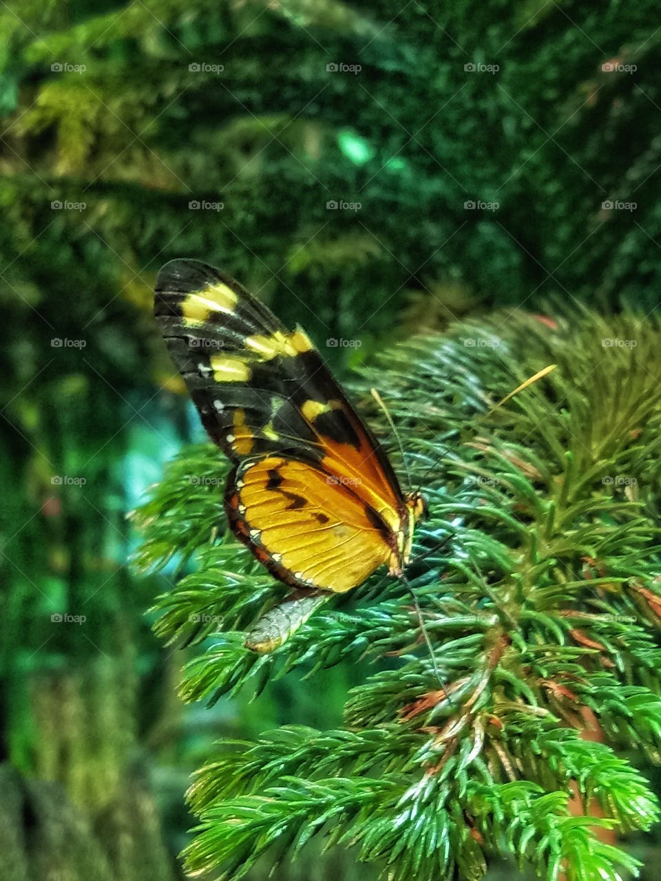 Black yellow butterfly with green background.