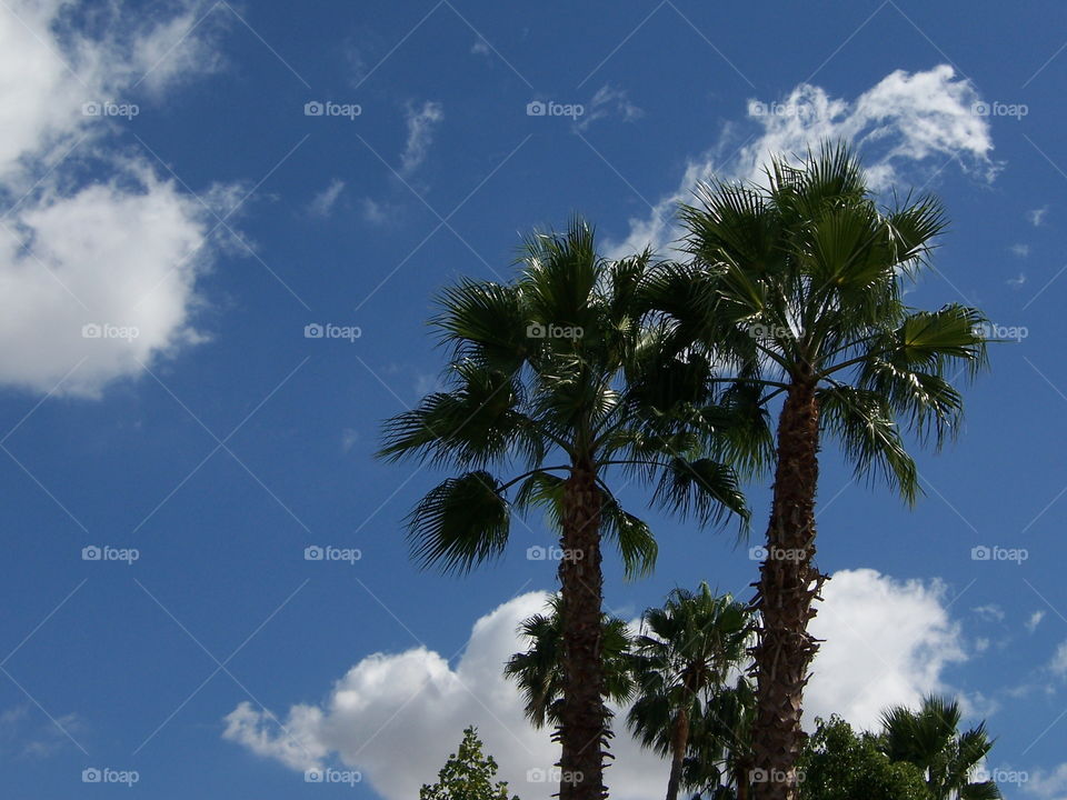 palm trees. enjoying the day