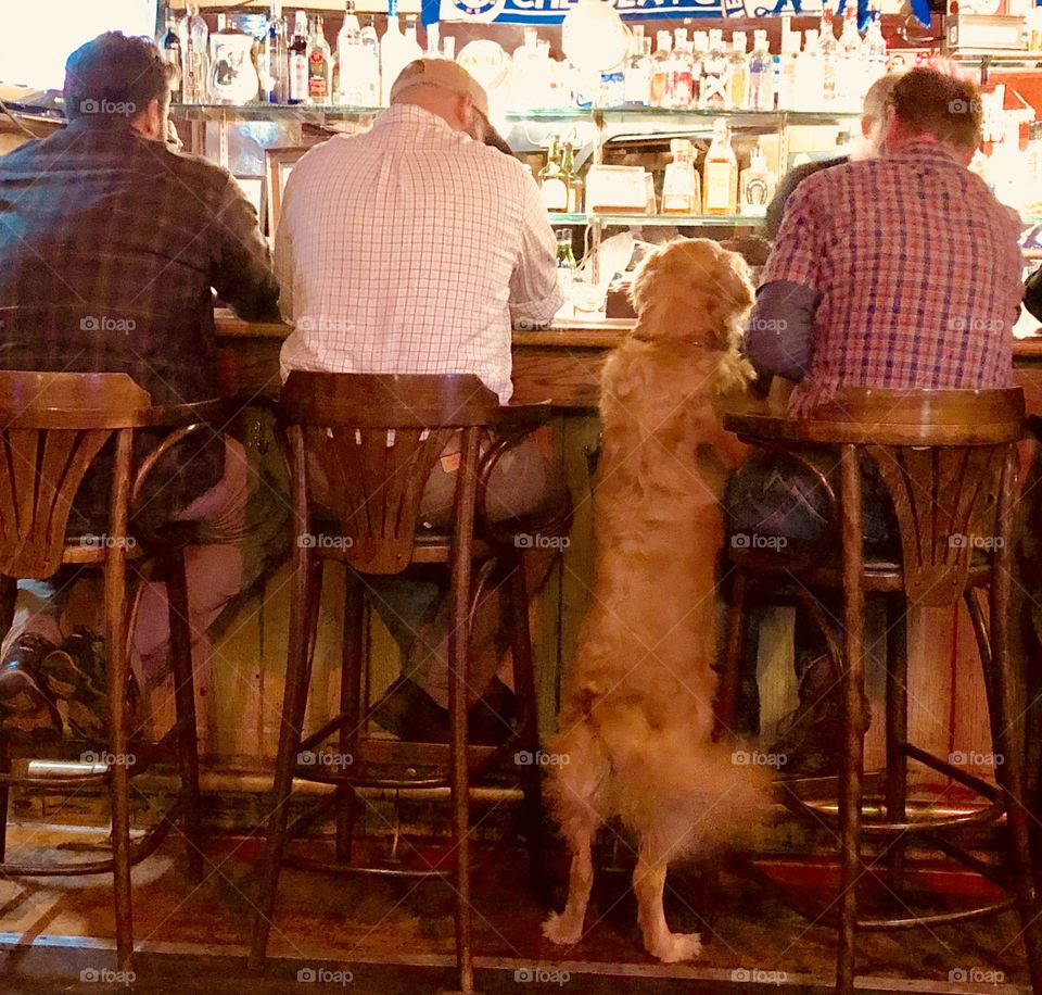Dog in the bar