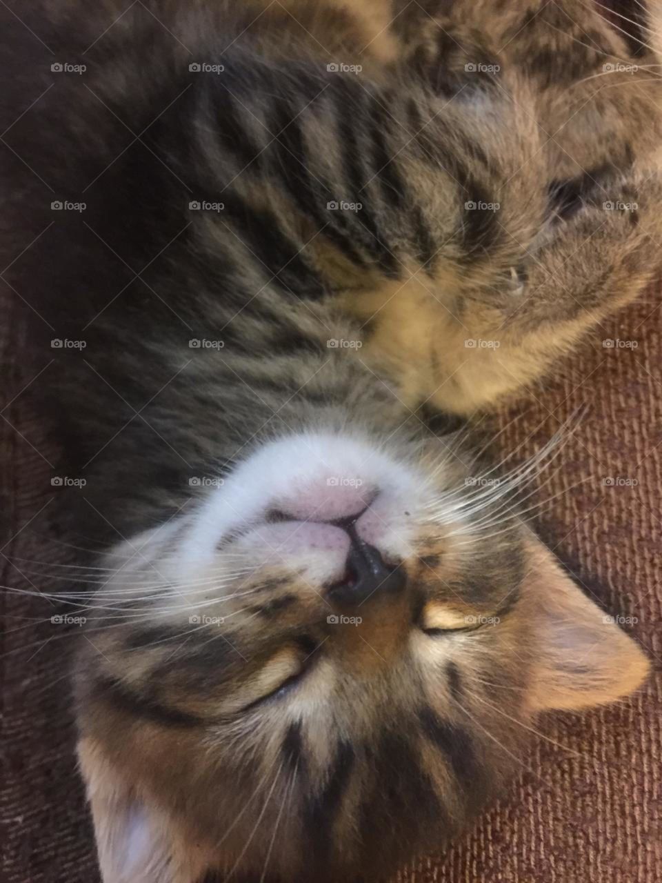 gatito durmiendo