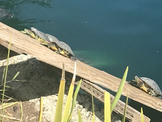 Turtles basking at the pond 