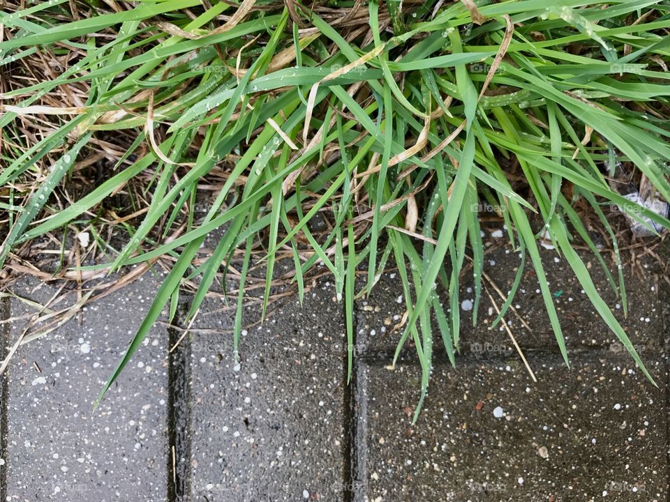 Raindrops on the grass 