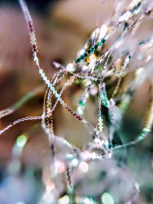 Iridescent String - study
